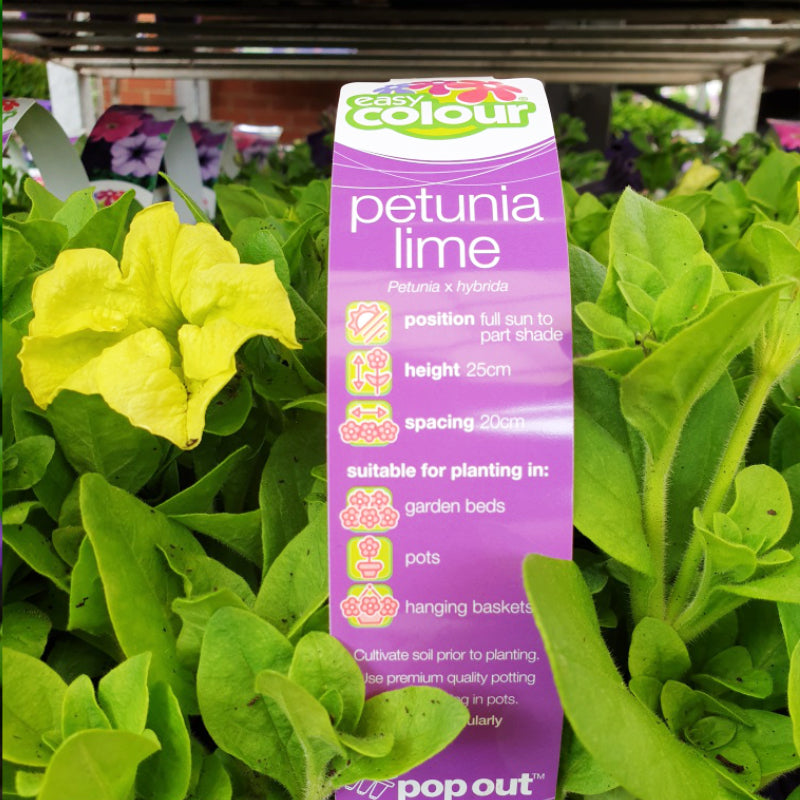 Petunia Lime Easy Colour