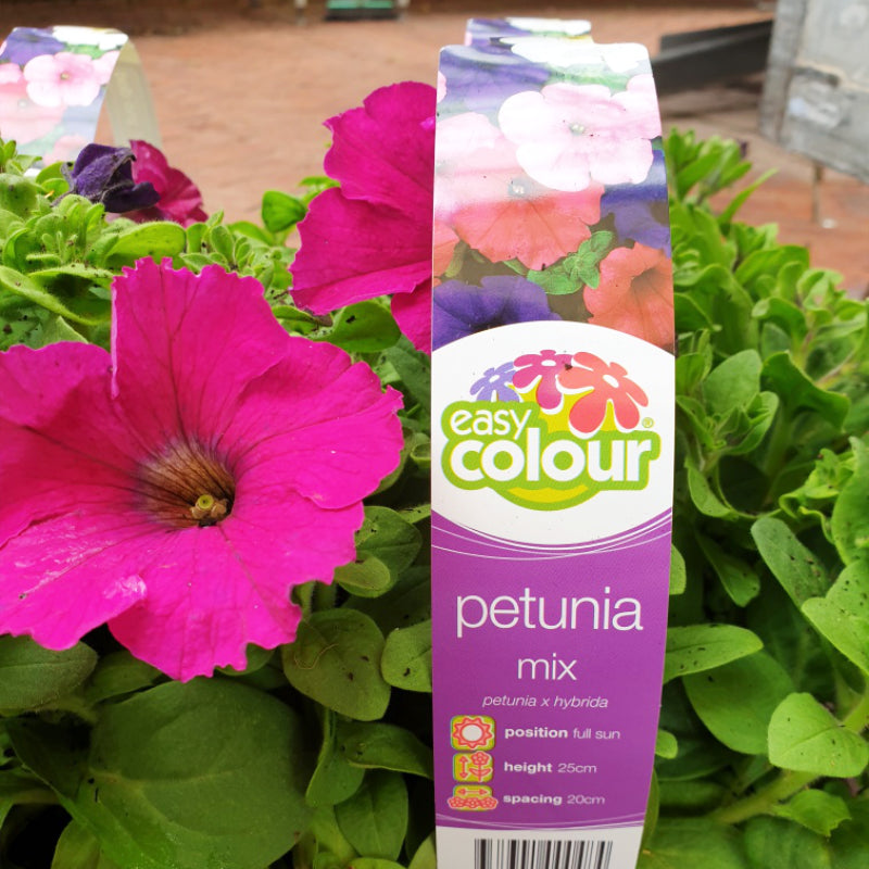 Petunia Mix Easy Colour