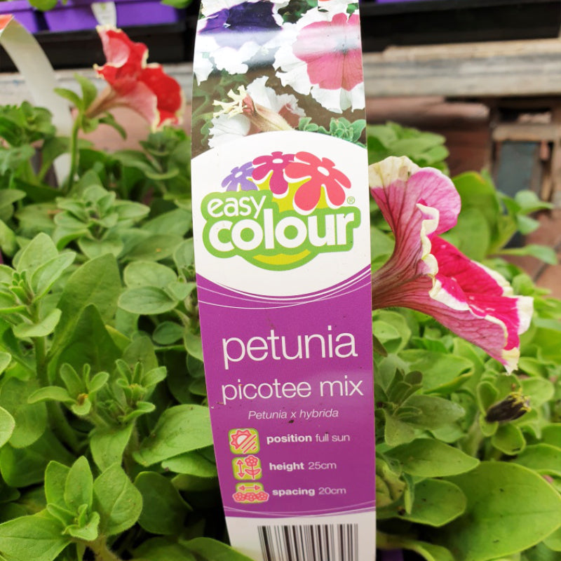 Petunia Picotee Mix Easy Colour