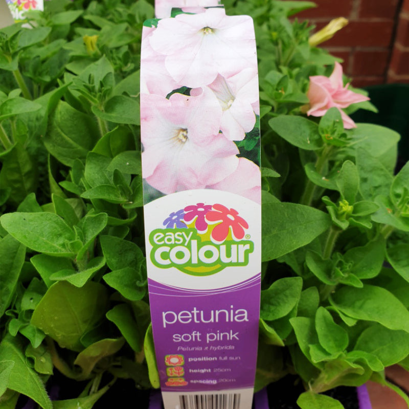 Petunia Soft Pink Easy Colour