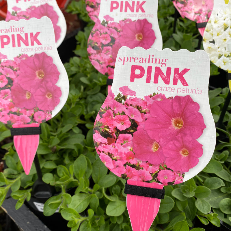Petunia Spreading Pink Craze