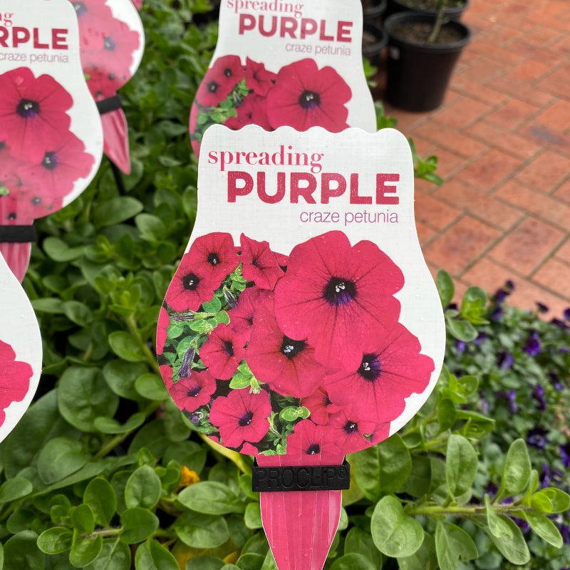 Petunia Spreading Purple Craze