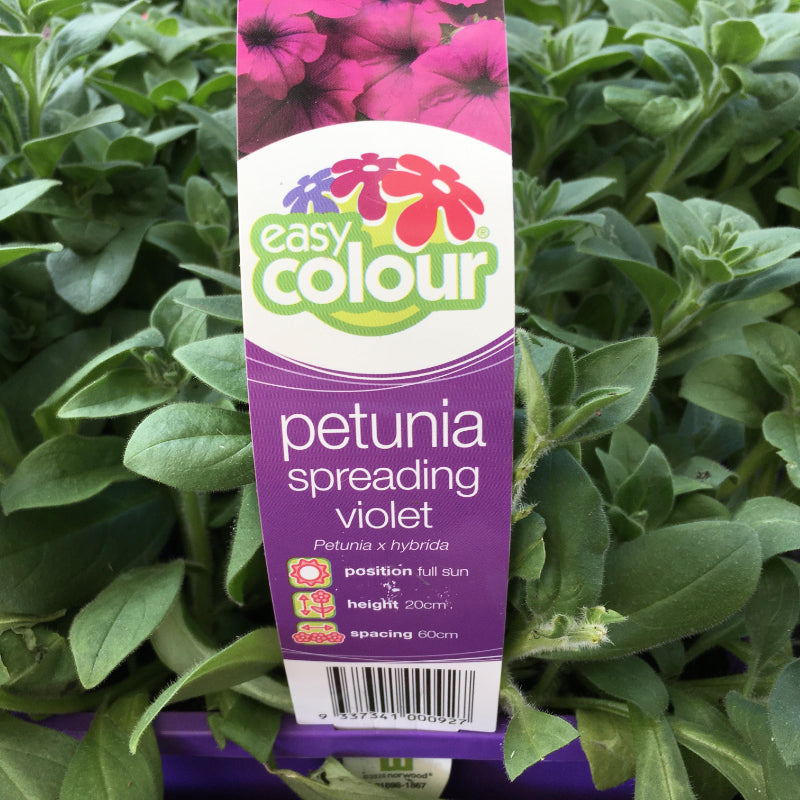 Petunia Spreading Violet Easy Colour 4 Pack