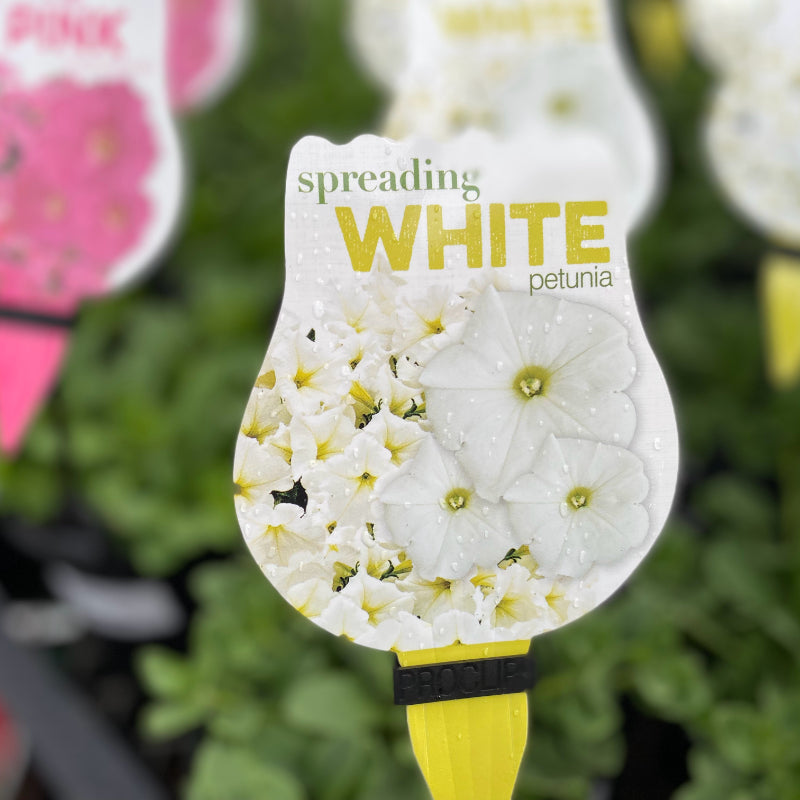 Petunia Spreading White