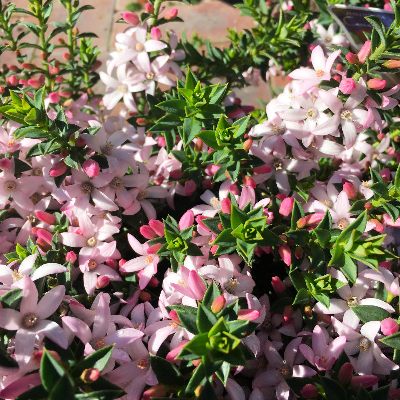 Philotheca Cascade of Stars