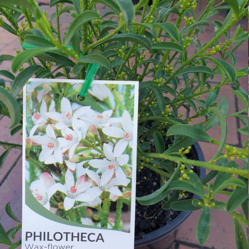 Philotheca Profusion