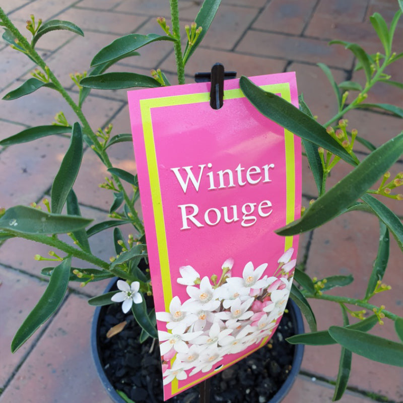 Philotheca Winter Rouge