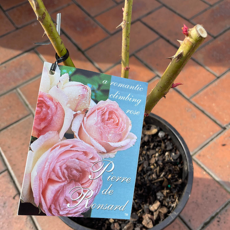 Pierre de Ronsard Climbing Rose