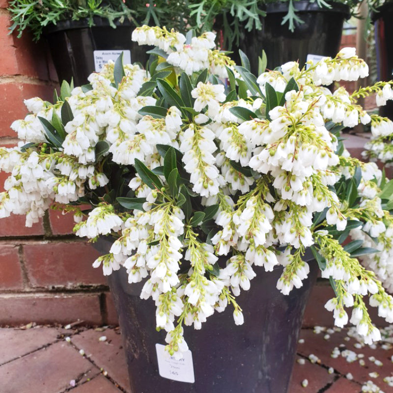Pieris Temple Bells