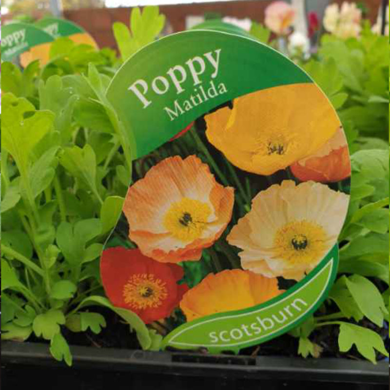 Poppy Matilda Punnet