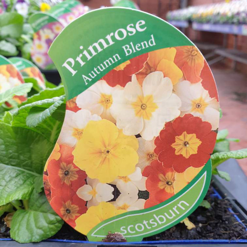 Primrose Autumn Blend Punnet