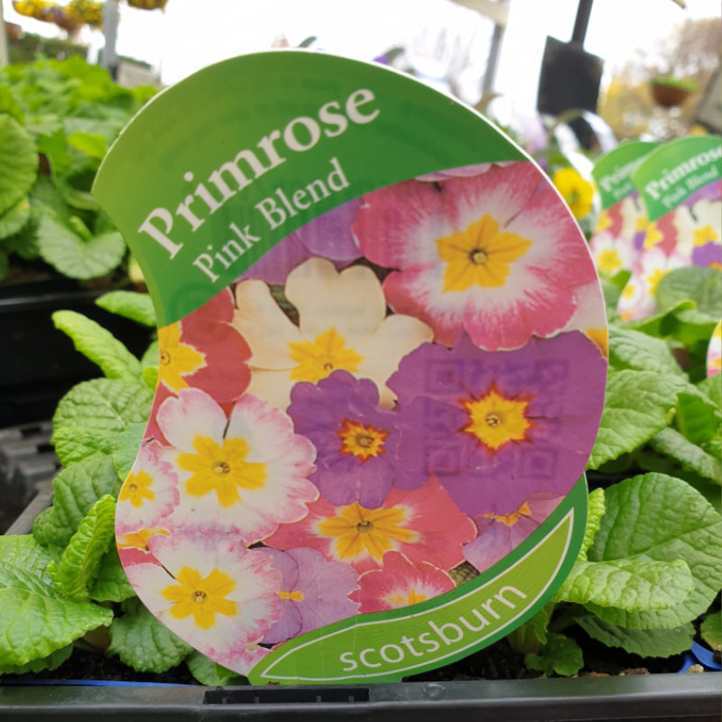 Primrose Pink Blend Punnet