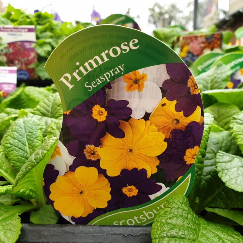 Primrose Seaspray Punnet