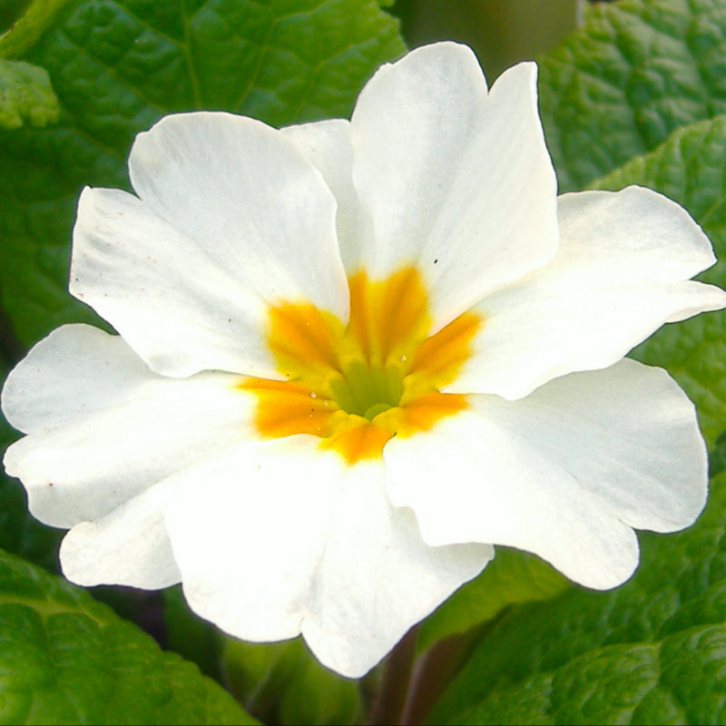 Primrose White (4 Cell) Easy Colour