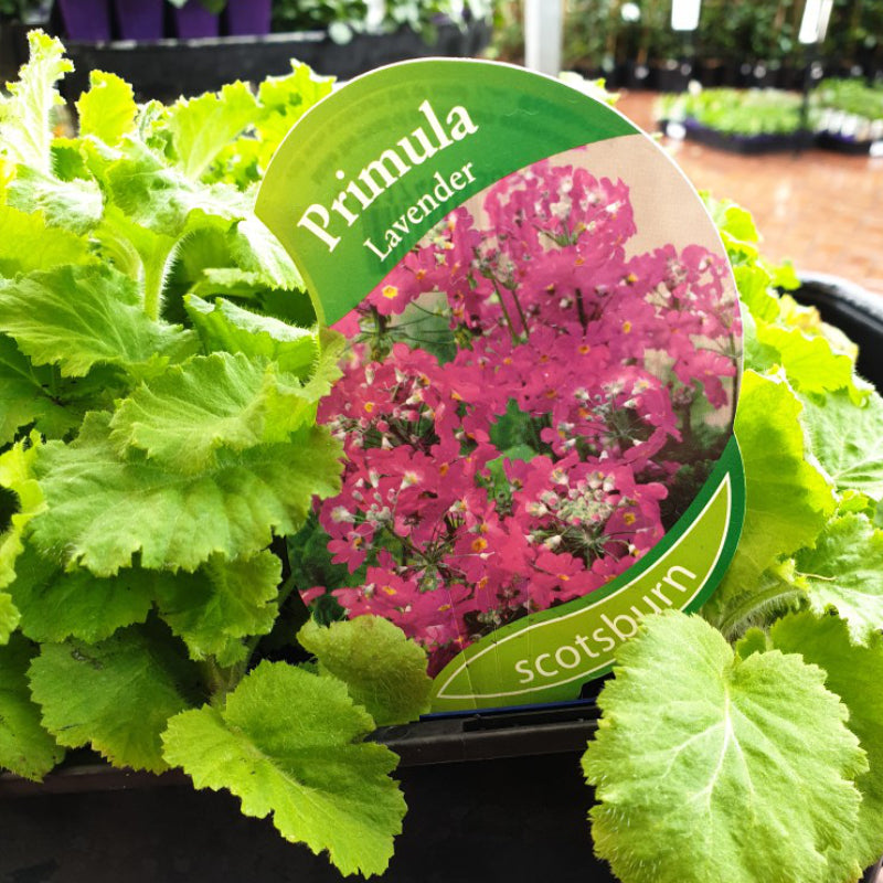 Primula Lavender Punnet