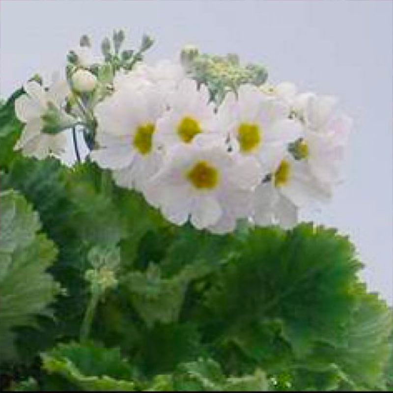 Primula White Easy Colour