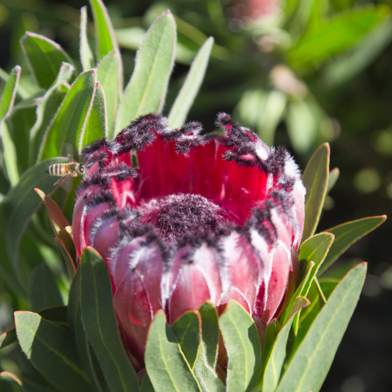 Protea Australis Ruby