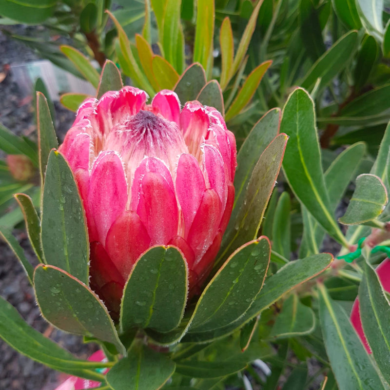 Protea Special Pink Ice