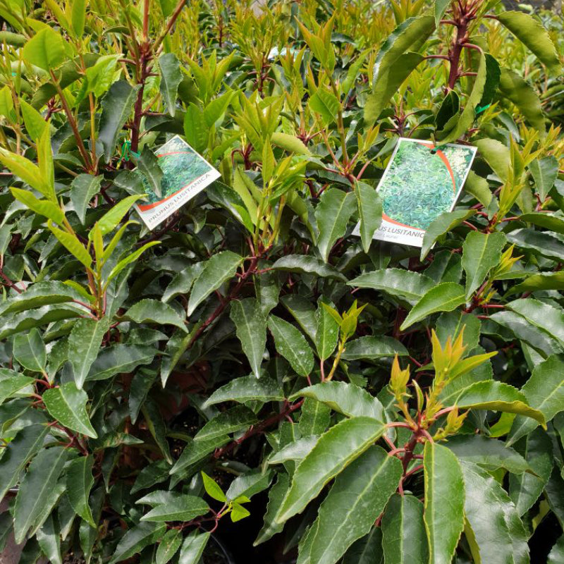 Prunus lusitanica