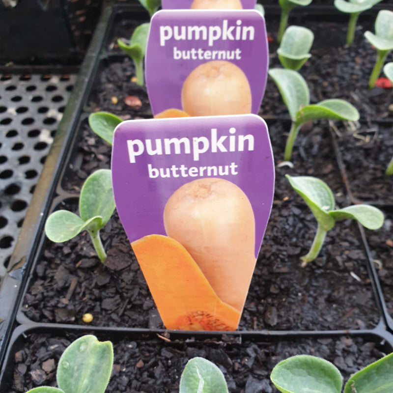 Pumpkin Butternut punnet