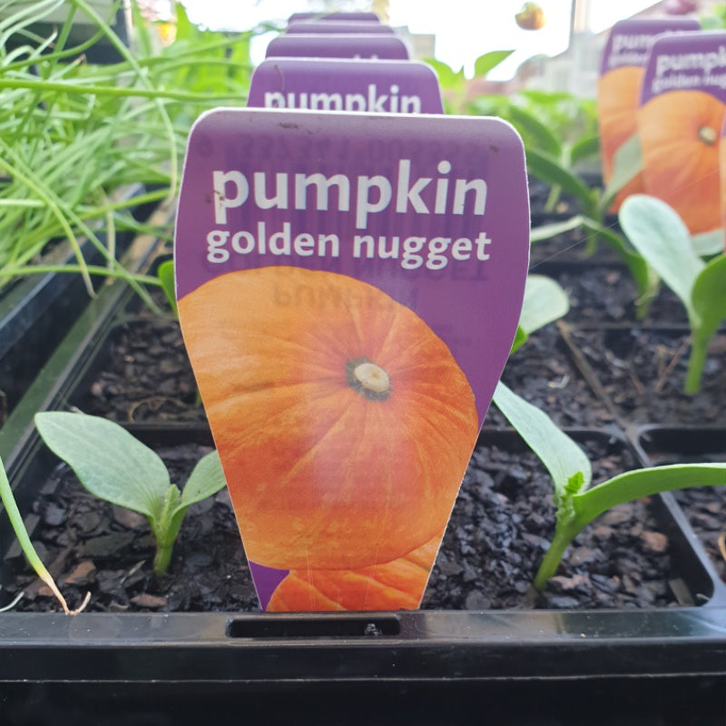 Pumpkin Golden Nugget punnet