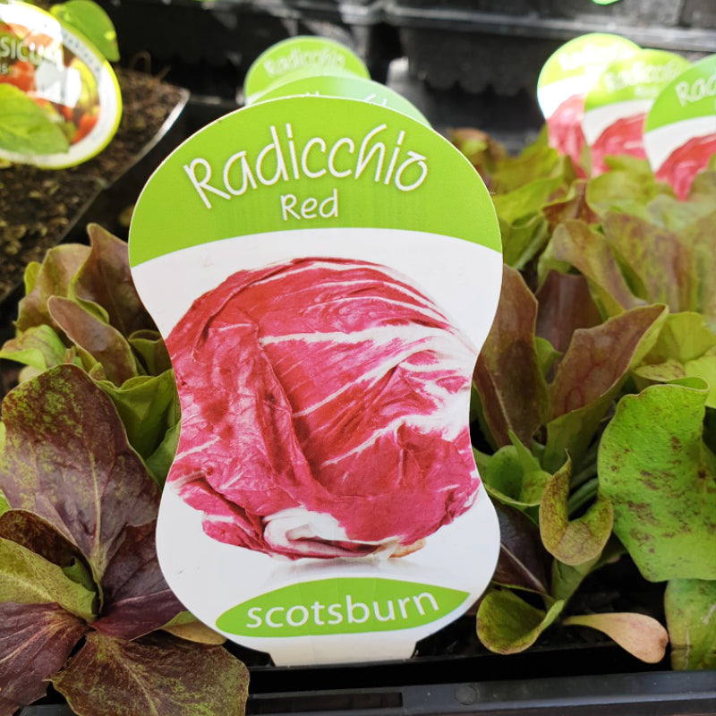 Radicchio Red punnet