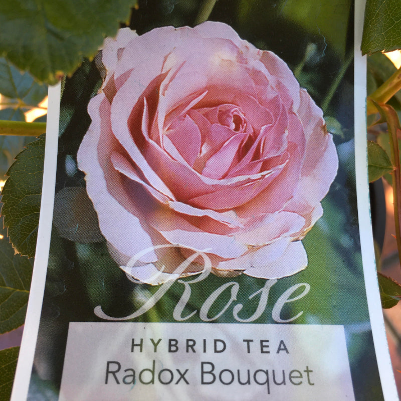 Radox Bouquet Bush Rose
