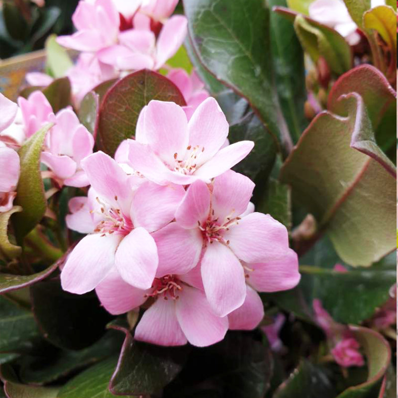 Rhaphiolepis Oriental Pink