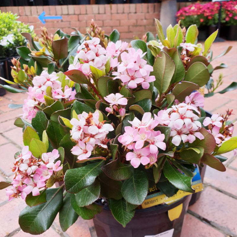 Rhaphiolepis Oriental Pink