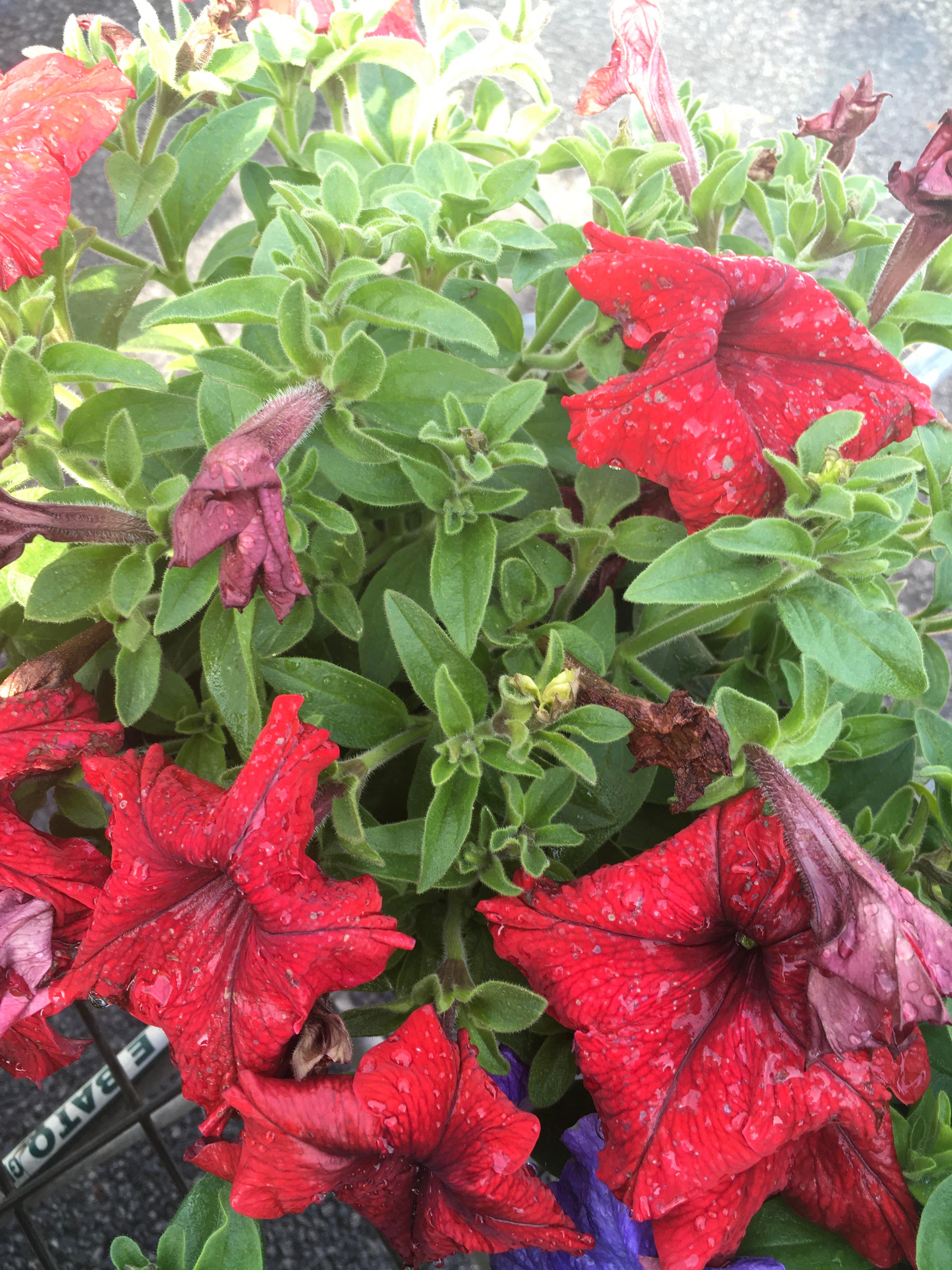 Petunia 20cm