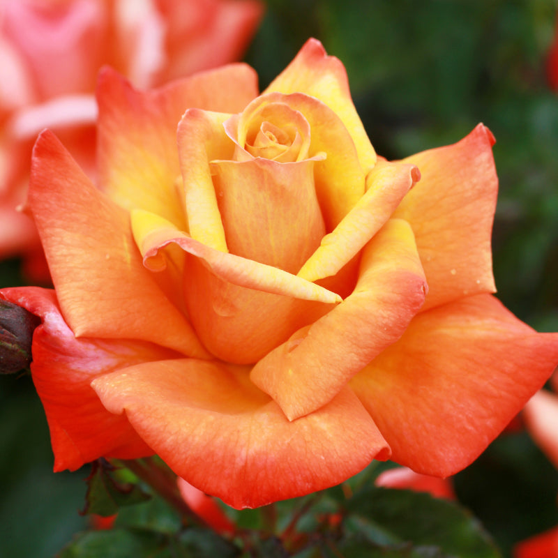 Remember Me Bush Rose