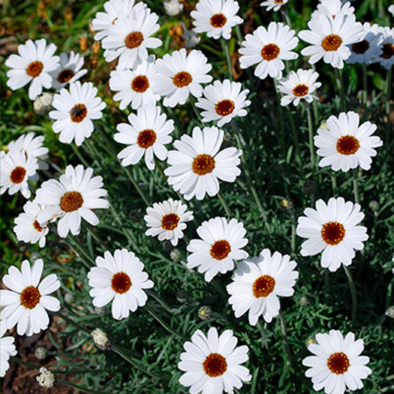 Rhodanthemum African Eyes