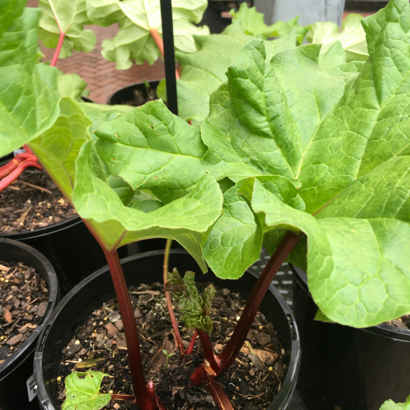 Rhubarb Red Dragon