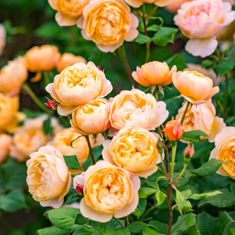Roald Dahl Rose