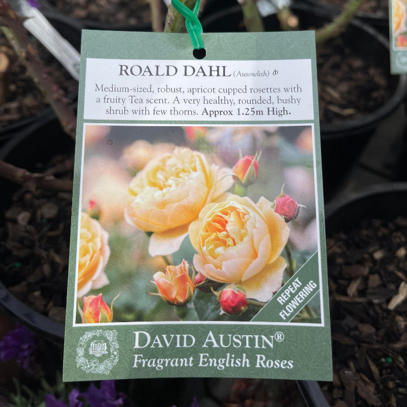 Roald Dahl Rose