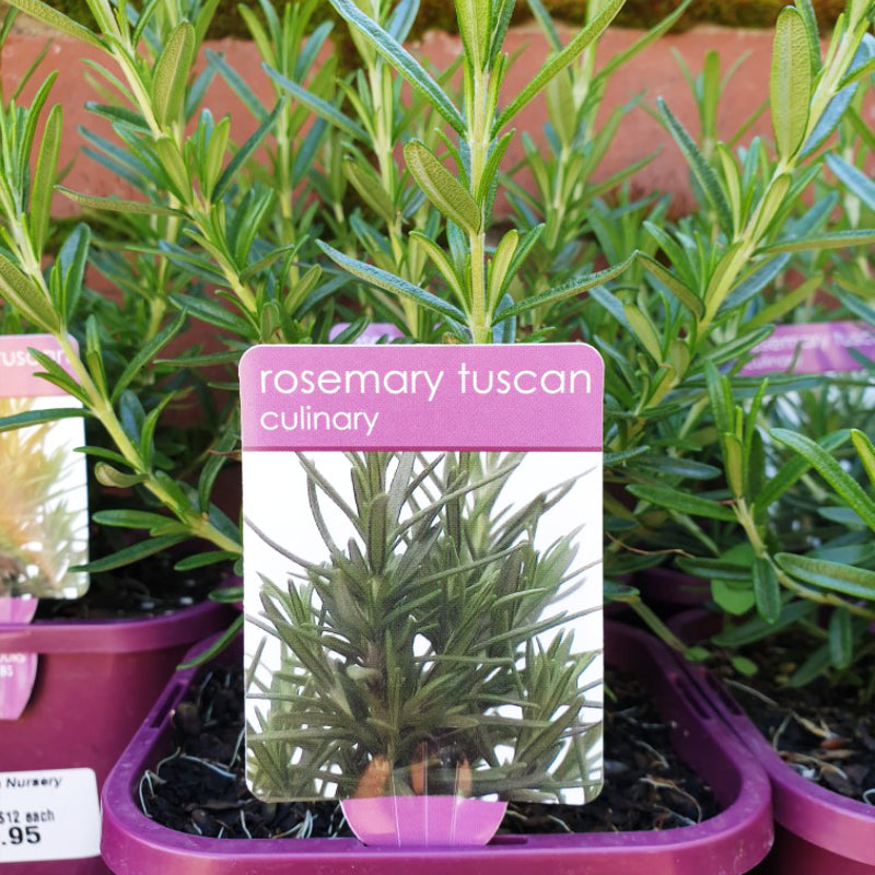 Herbs in 14cm pot