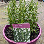 Herbs in 20cm pot