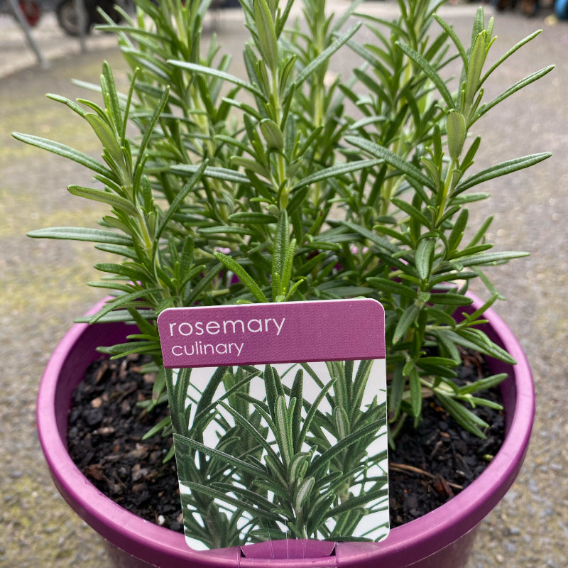 Herbs in 20cm pot
