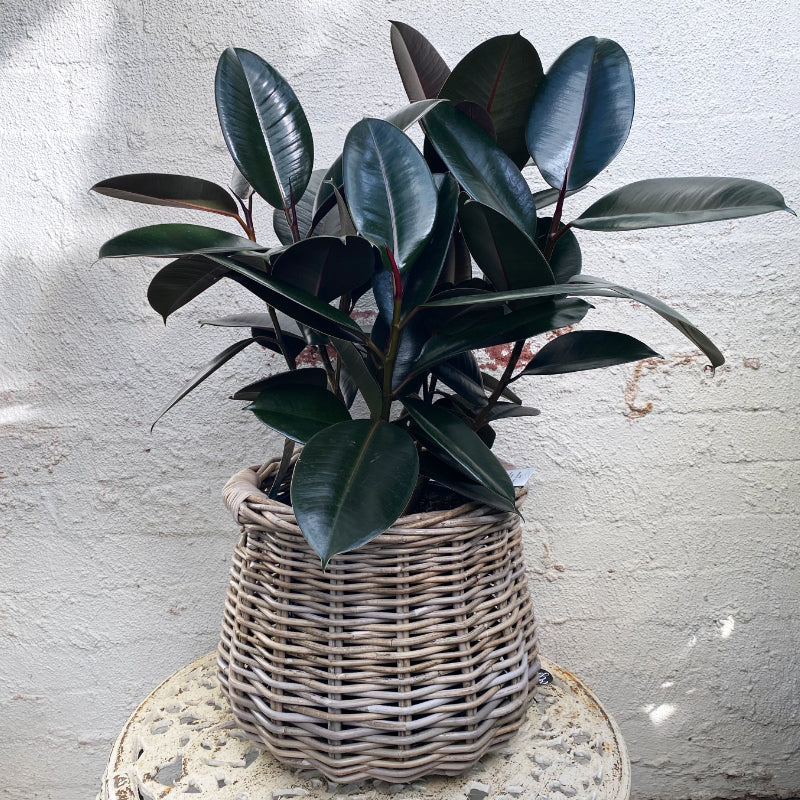 Ficus Burgundy
