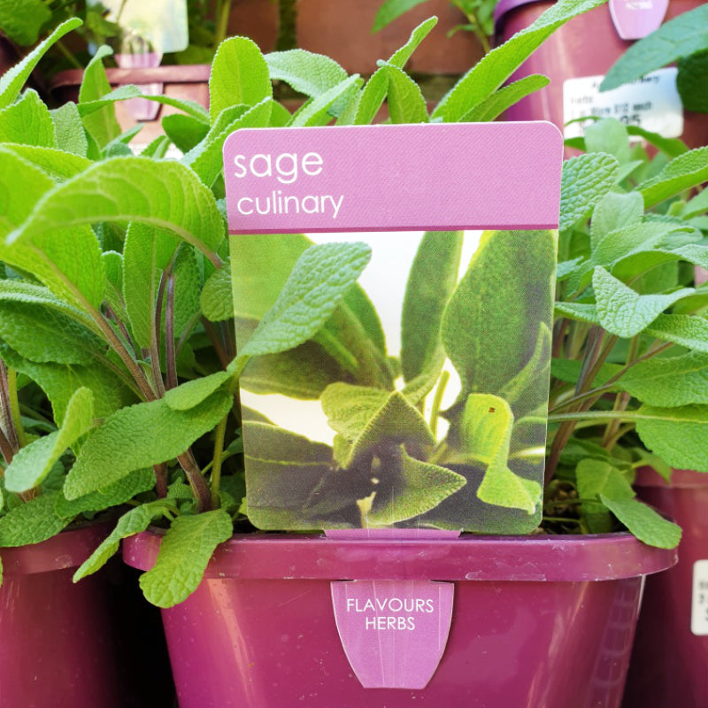 Herbs in 14cm pot