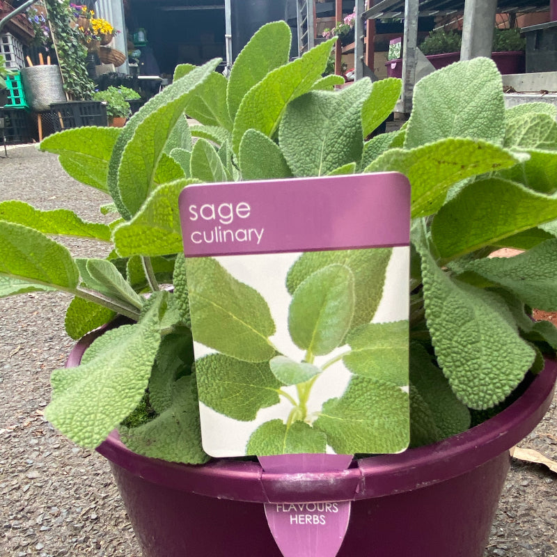 Herbs in 20cm pot