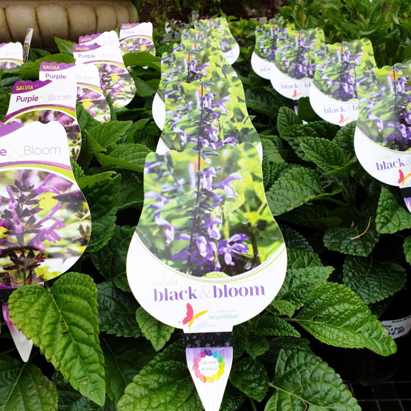 Salvia Black n Bloom