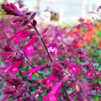 Salvia Love & Wishes