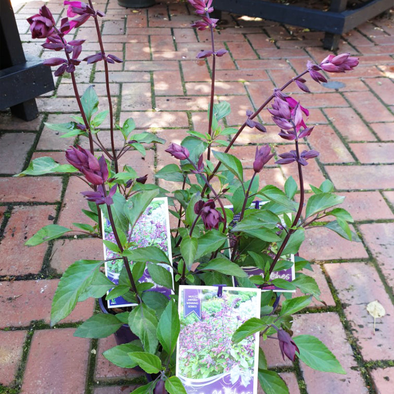 Salvia Love & Wishes