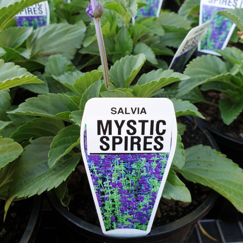 Salvia Mystic Spires