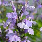 Salvia So Cool Lilac