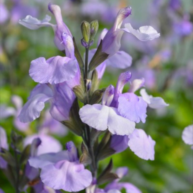 Salvia So Cool Lilac