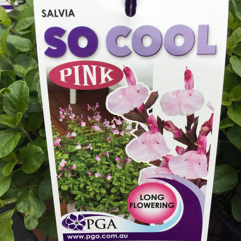 Salvia So Cool Pink