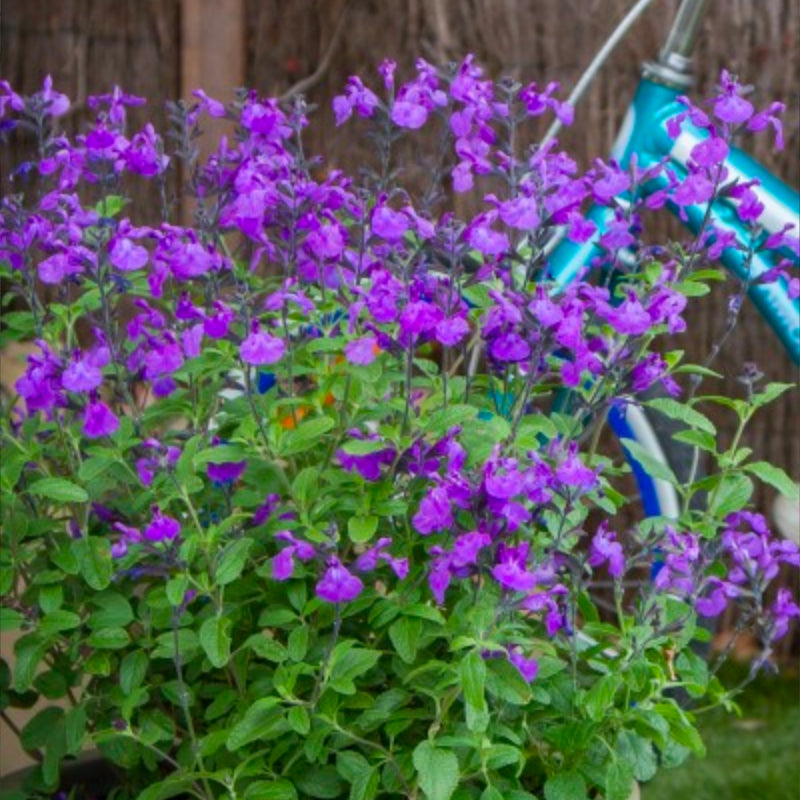 Salvia So Cool Violet