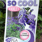 Salvia So Cool Violet